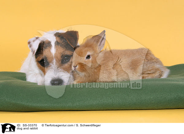 dog and rabbit / SS-33370