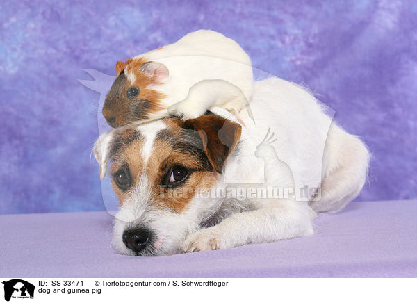 Hund und Meerschwein / dog and guinea pig / SS-33471