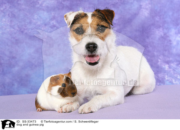 Hund und Meerschwein / dog and guinea pig / SS-33473