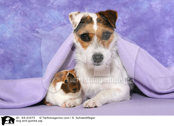 Hund und Meerschwein / dog and guinea pig / SS-33475