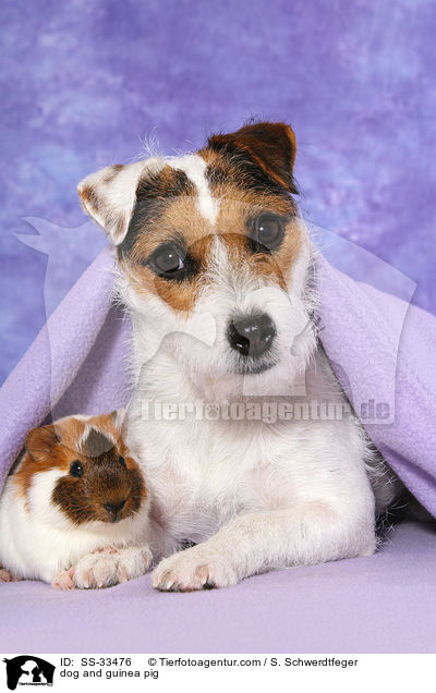 Hund und Meerschwein / dog and guinea pig / SS-33476