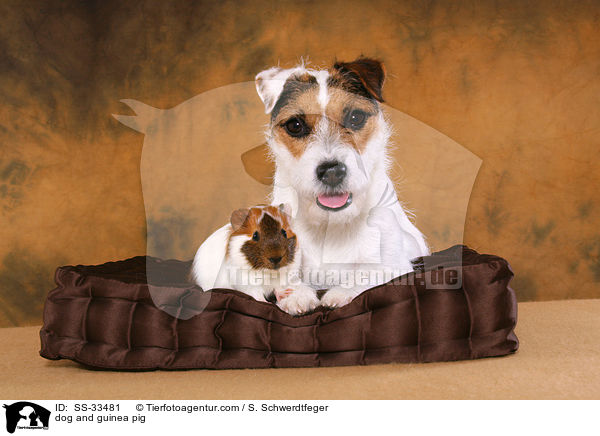 dog and guinea pig / SS-33481