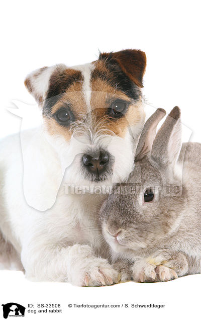 Hund und Kaninchen / dog and rabbit / SS-33508