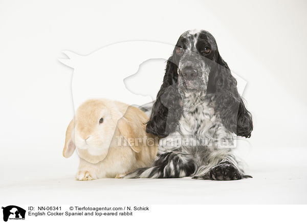 English Cocker Spaniel and lop-eared rabbit / NN-06341