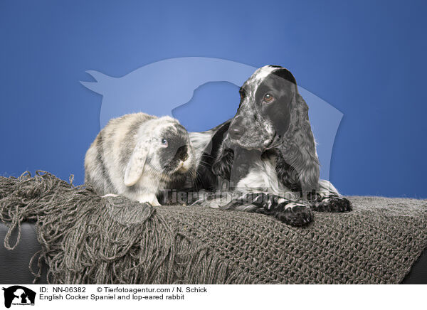 English Cocker Spaniel and lop-eared rabbit / NN-06382