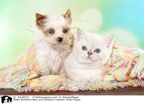 British Shorthair Kitten and Golddust Yorkshire Terrier Puppy / SS-36275