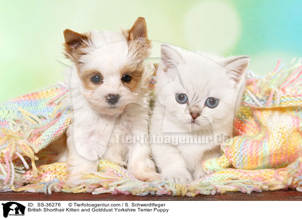 British Shorthair Kitten and Golddust Yorkshire Terrier Puppy / SS-36276