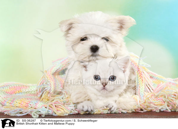 British Shorthair Kitten and Maltese Puppy / SS-36287