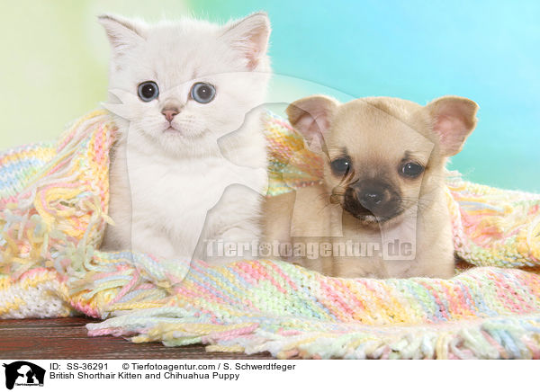British Shorthair Kitten and Chihuahua Puppy / SS-36291