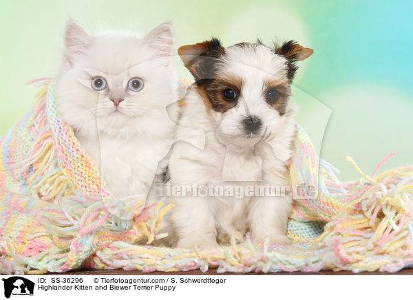 Highlander Kitten and Biewer Terrier Puppy / SS-36296