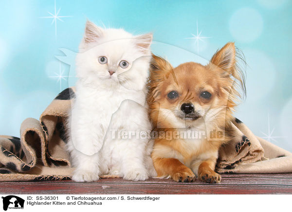 Highlander Ktzchen und Chihuahua / Highlander Kitten and Chihuahua / SS-36301