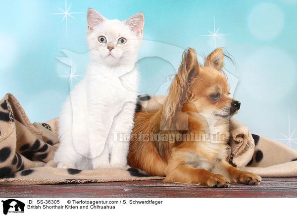 Britisch Kurzhaar Ktzchen und Chihuahua / British Shorthair Kitten and Chihuahua / SS-36305
