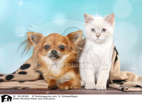 Britisch Kurzhaar Ktzchen und Chihuahua / British Shorthair Kitten and Chihuahua / SS-36306