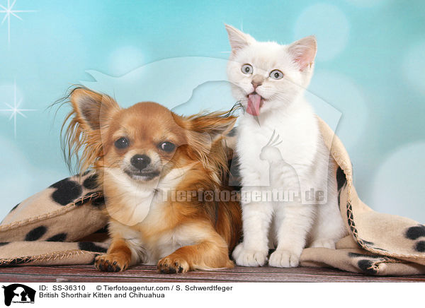 British Shorthair Kitten and Chihuahua / SS-36310