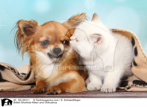 Britisch Kurzhaar Ktzchen und Chihuahua / British Shorthair Kitten and Chihuahua / SS-36311