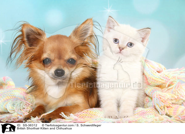 Britisch Kurzhaar Ktzchen und Chihuahua / British Shorthair Kitten and Chihuahua / SS-36312