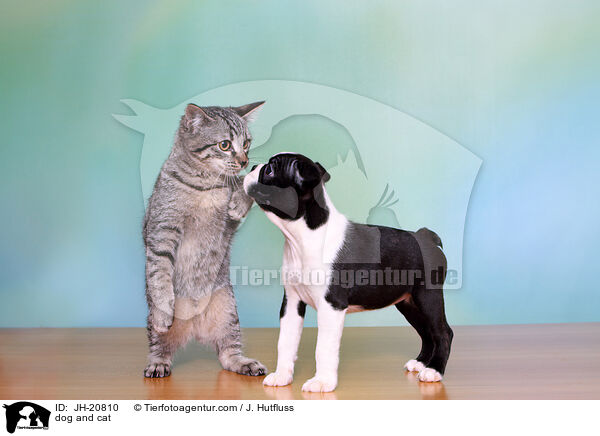 dog and cat / JH-20810