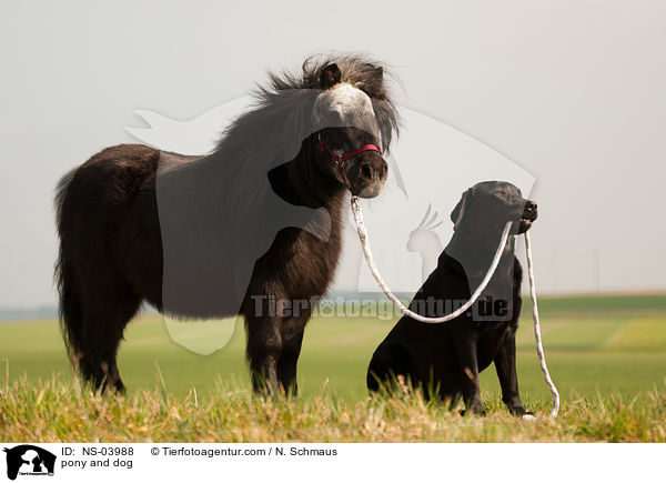 Pony und Hund / pony and dog / NS-03988
