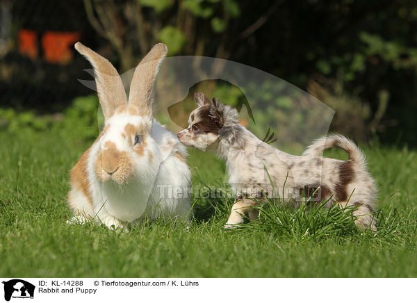 Rabbit and Puppy / KL-14288