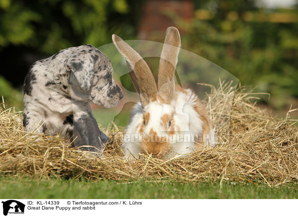 Great Dane Puppy and rabbit / KL-14339