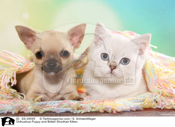 Chihuahua Puppy and British Shorthair Kitten / SS-39595