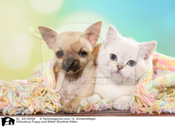 Chihuahua Welpe und Britisch Kurzhaar Ktzchen / Chihuahua Puppy and British Shorthair Kitten / SS-39598