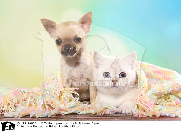 Chihuahua Puppy and British Shorthair Kitten / SS-39600