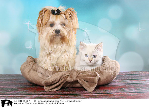 Yorkshire Terrier and British Shorthair Kitten / SS-39607