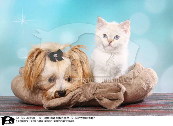 Yorkshire Terrier and British Shorthair Kitten / SS-39608