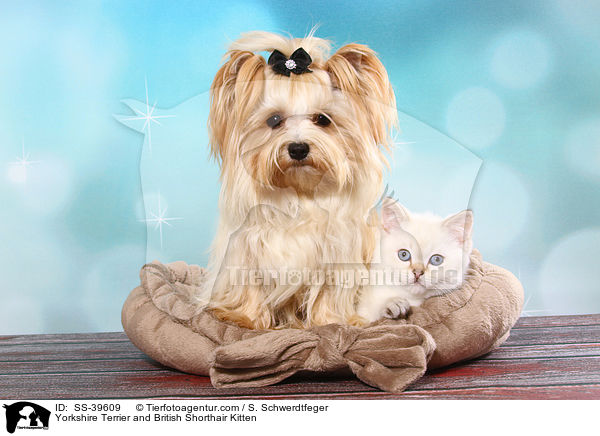 Yorkshire Terrier und Britisch Kurzhaar Ktzchen / Yorkshire Terrier and British Shorthair Kitten / SS-39609