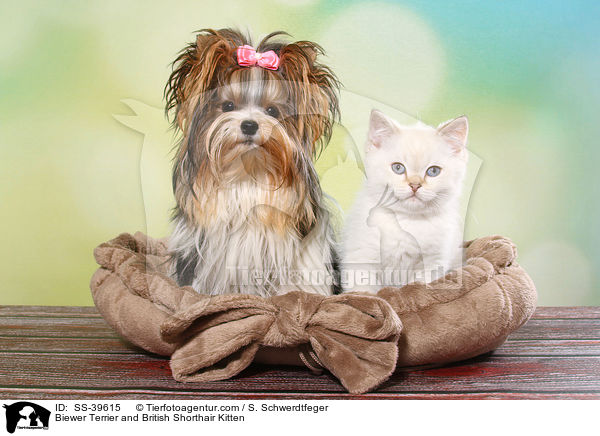 Biewer Terrier und Britisch Kurzhaar Ktzchen / Biewer Terrier and British Shorthair Kitten / SS-39615