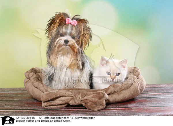 Biewer Terrier and British Shorthair Kitten / SS-39616