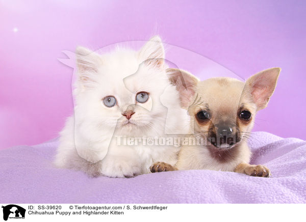 Chihuahua Puppy and Highlander Kitten / SS-39620