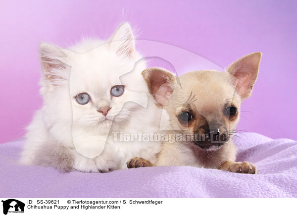 Chihuahua Puppy and Highlander Kitten / SS-39621