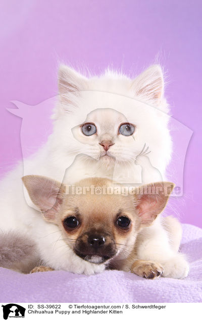 Chihuahua Puppy and Highlander Kitten / SS-39622