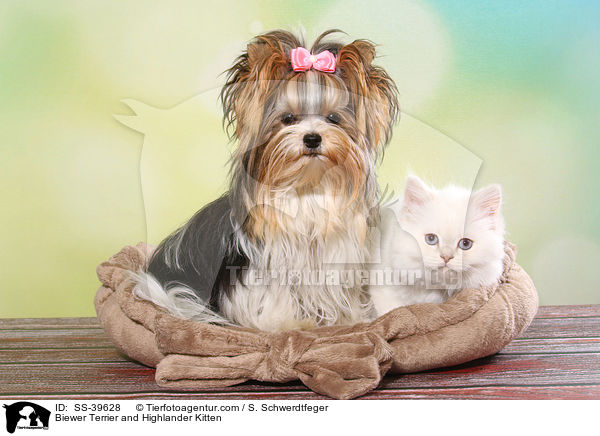 Biewer Terrier and Highlander Kitten / SS-39628