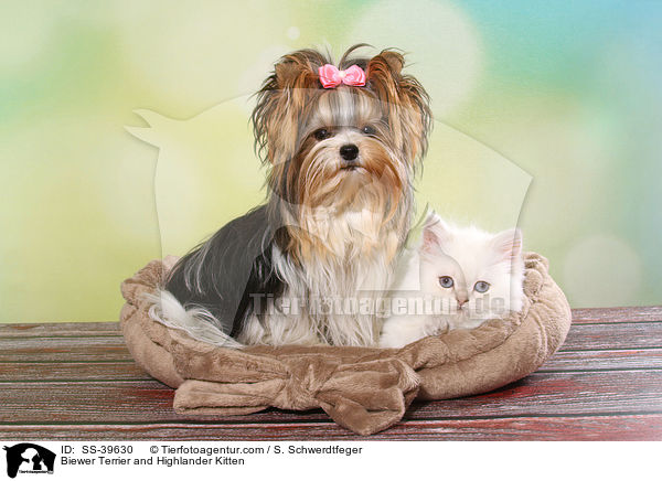 Biewer Terrier und Highlander Ktzchen / Biewer Terrier and Highlander Kitten / SS-39630