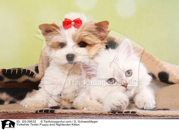 Yorkshire Terrier Welpe und Highlander Ktzchen / Yorkshire Terrier Puppy and Highlander Kitten / SS-39632