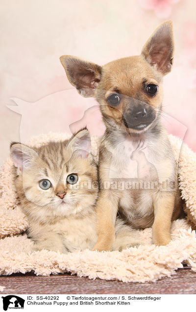 Chihuahua Puppy and British Shorthair Kitten / SS-40292