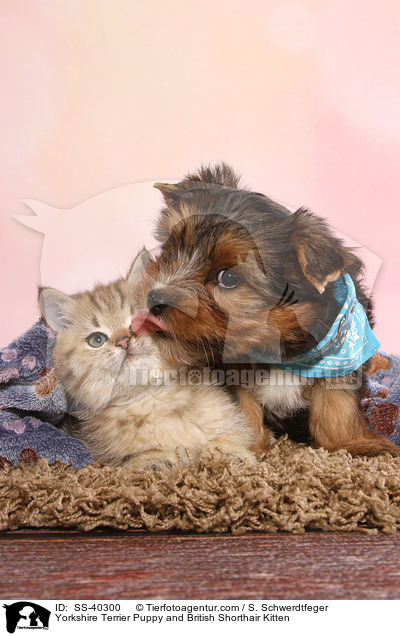 Yorkshire Terrier Welpe und Britisch Kurzhaar Ktzchen / Yorkshire Terrier Puppy and British Shorthair Kitten / SS-40300