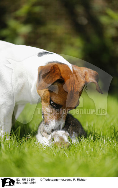 Hund und Kaninchen / dog and rabbit / RR-66854