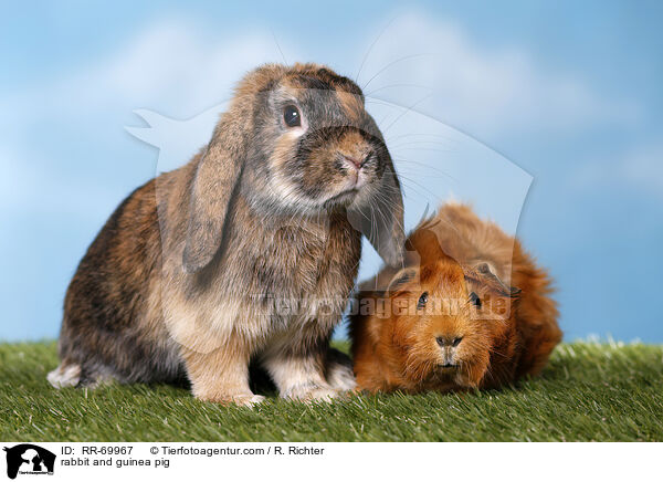 Kaninchen und Meerschweinchen / rabbit and guinea pig / RR-69967