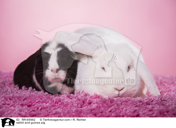 Kaninchen und Meerschweinchen / rabbit and guinea pig / RR-69982