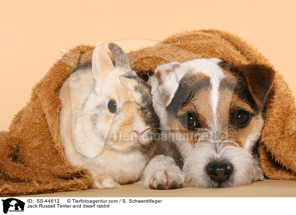 Parson Russell Terrier und Zwergkaninchen / Parson Russell Terrier and dwarf rabbit / SS-44612