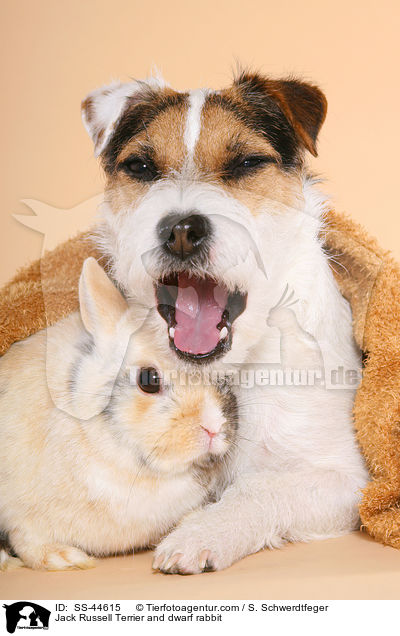 Parson Russell Terrier und Zwergkaninchen / Parson Russell Terrier and dwarf rabbit / SS-44615