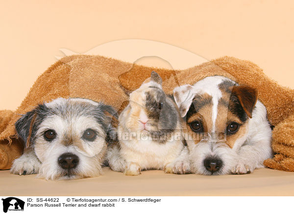 Parson Russell Terrier und Zwergkaninchen / Parson Russell Terrier and dwarf rabbit / SS-44622