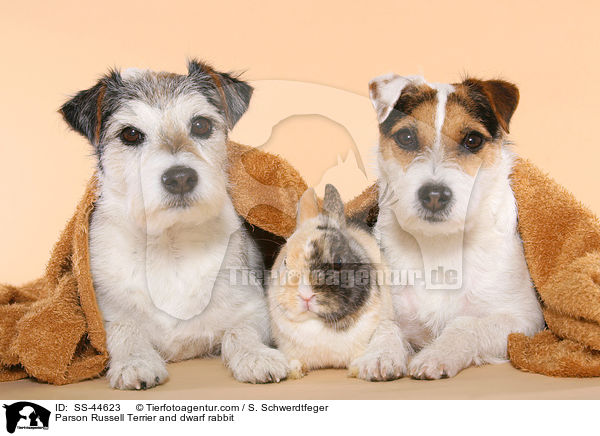 Parson Russell Terrier und Zwergkaninchen / Parson Russell Terrier and dwarf rabbit / SS-44623