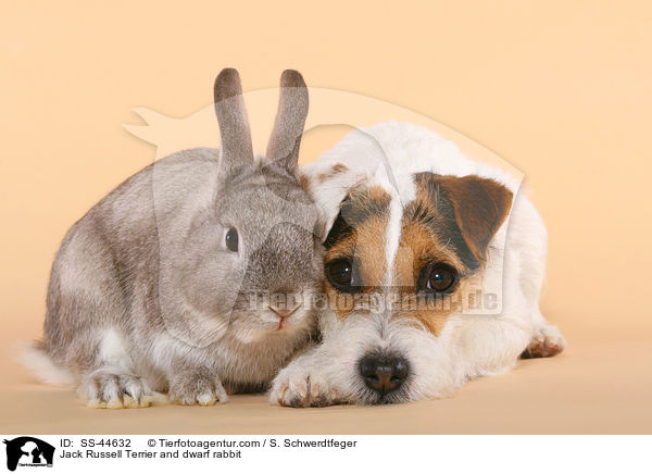 Parson Russell Terrier und Kaninchen / Parson Russell Terrier and dwarf rabbit / SS-44632