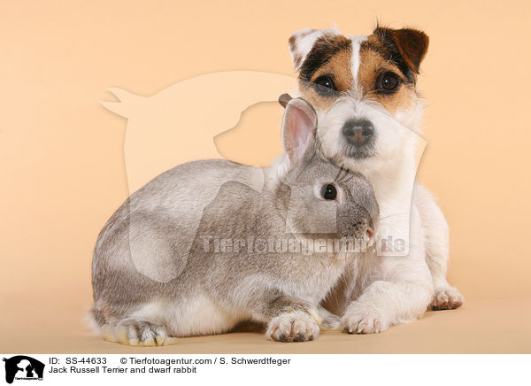 Parson Russell Terrier und Kaninchen / Parson Russell Terrier and dwarf rabbit / SS-44633