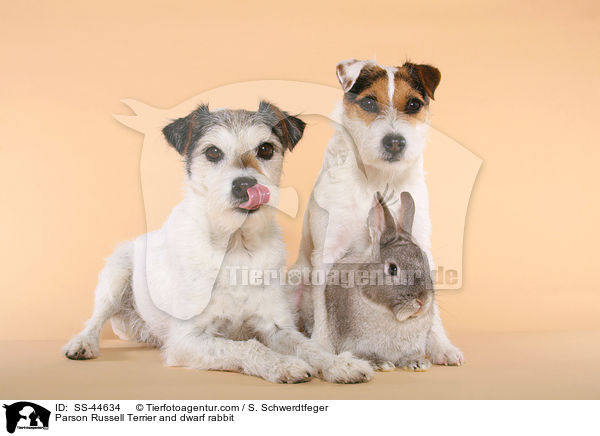 Parson Russell Terrier und Kaninchen / Parson Russell Terrier and dwarf rabbit / SS-44634